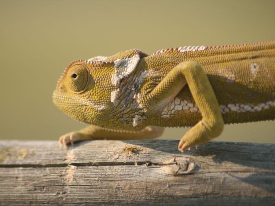 Kameleon Kameleon