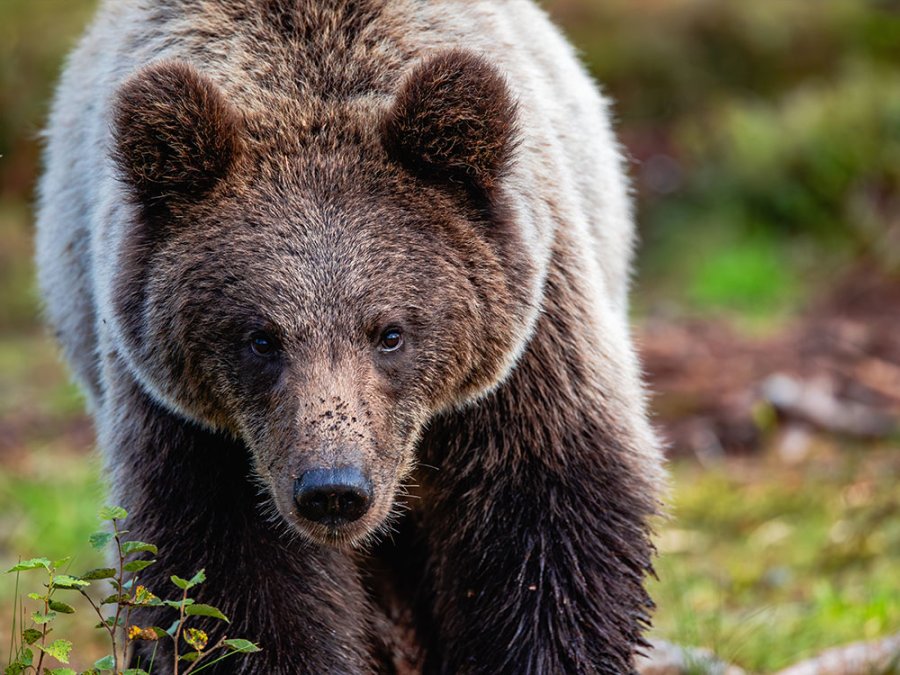 Bruine beren in Zweden