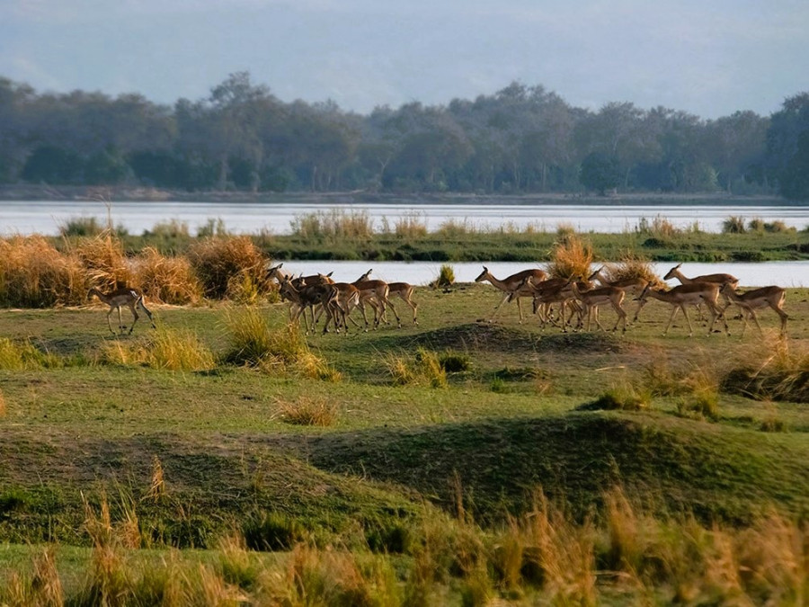 Antilopen Mana Pools