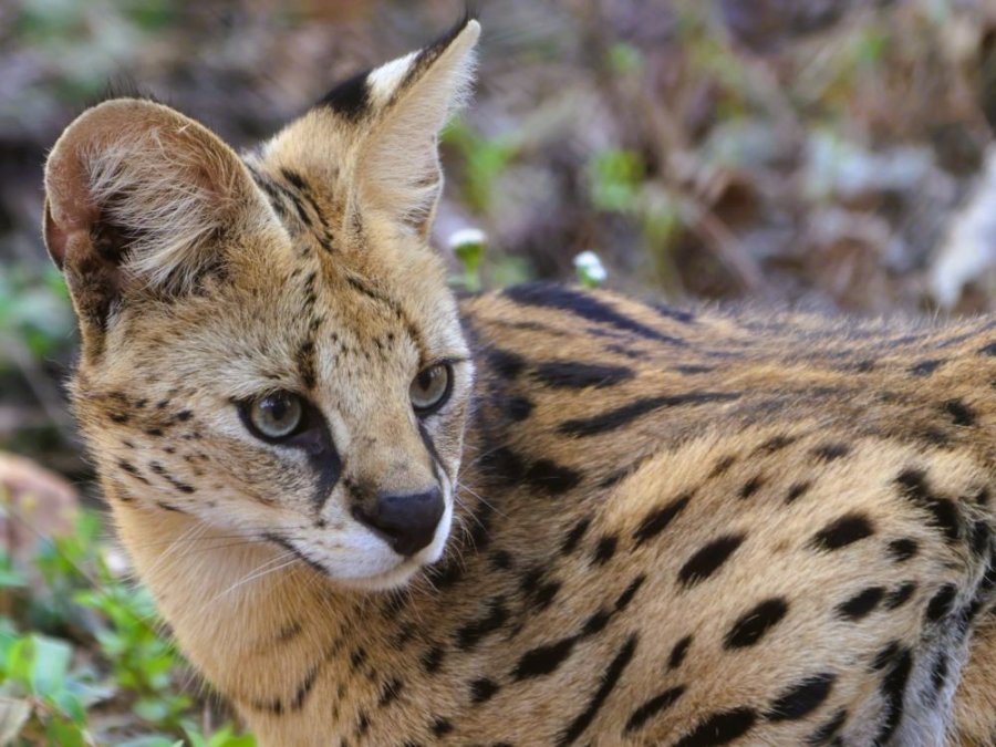Serval