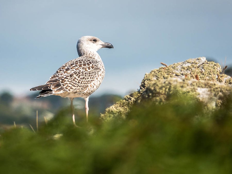 Larus marinus Larus marinus
