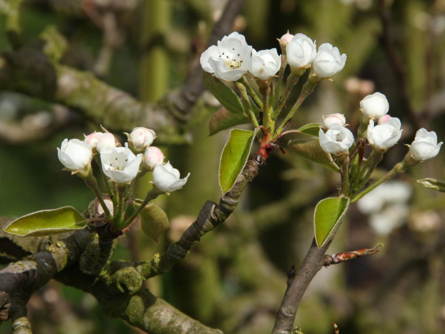 Bloesem aan de boom