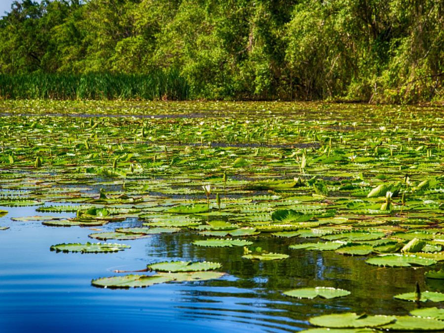 Moerasgebied in Suriname