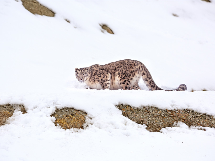 Sneeuwluipaard