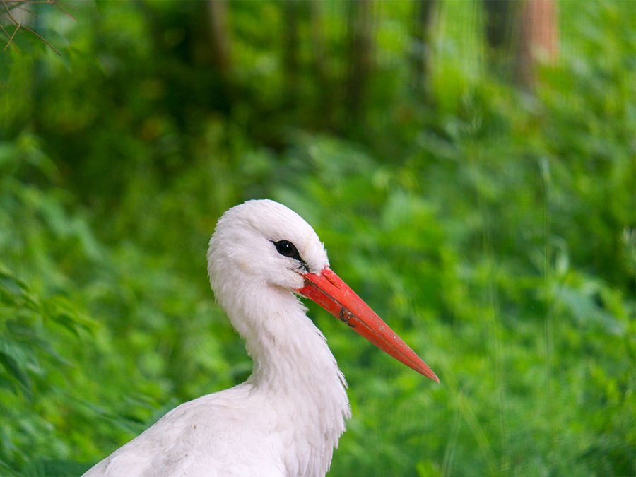 Dieren in Mazurië Dieren in Mazurië