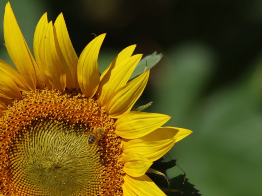 Zonnebloem in de Champagne
