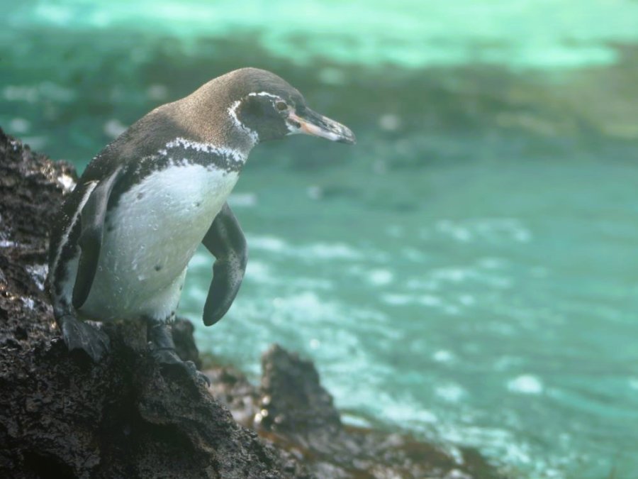 Pinguin Galapagos Pinguin Galapagos
