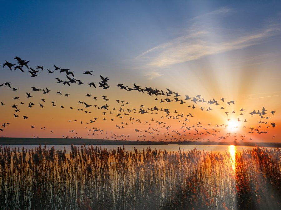 Deense Waddenzee
