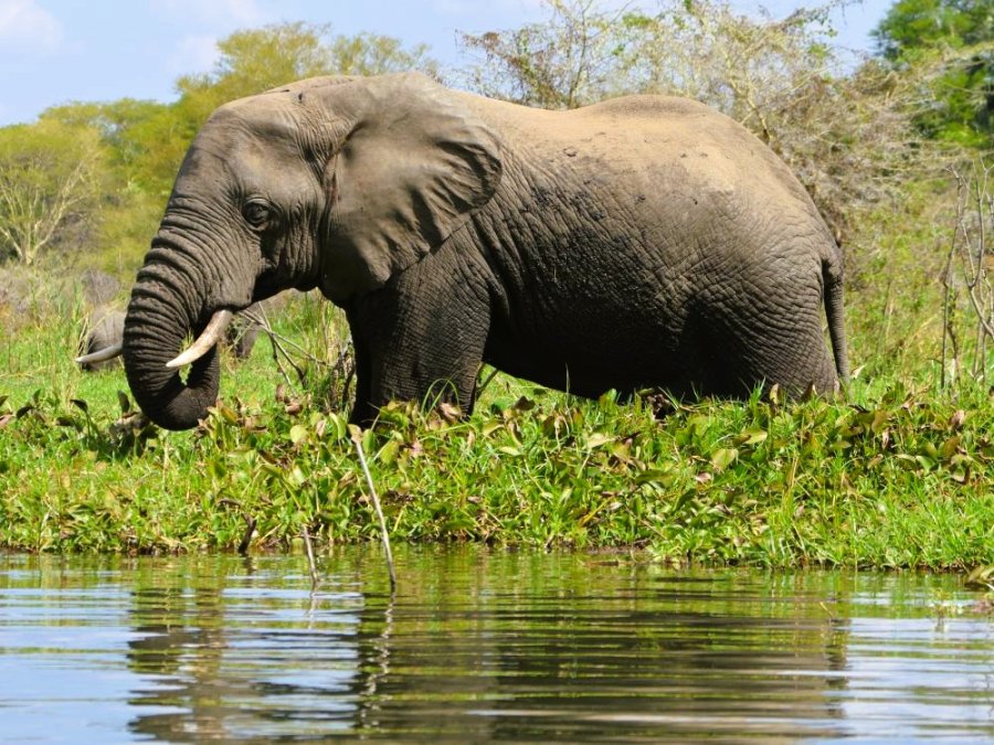 Olifant bij de Shire rivier Liwonde