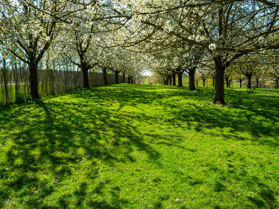 Oude fruitboomgaard