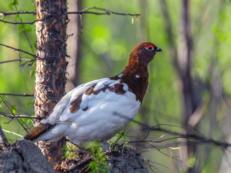 Dieren in Lapland zomer