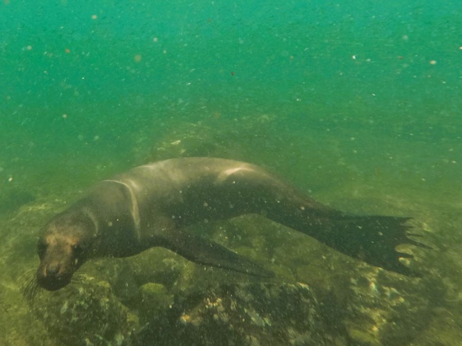 Snorkelen met zeeleeuw