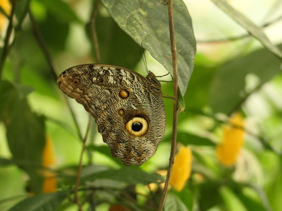 Caligo eurilochus morpheus Caligo eurilochus morpheus