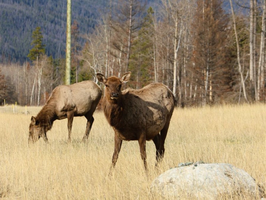 Elk Canada Elk Canada