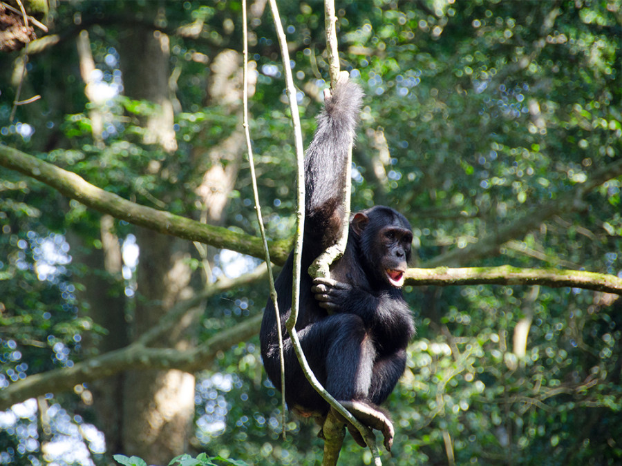 Chimpansee tracking Nyungwe