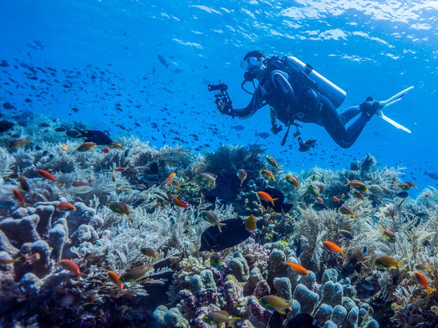 Tubbataha Reef Tubbataha Reef