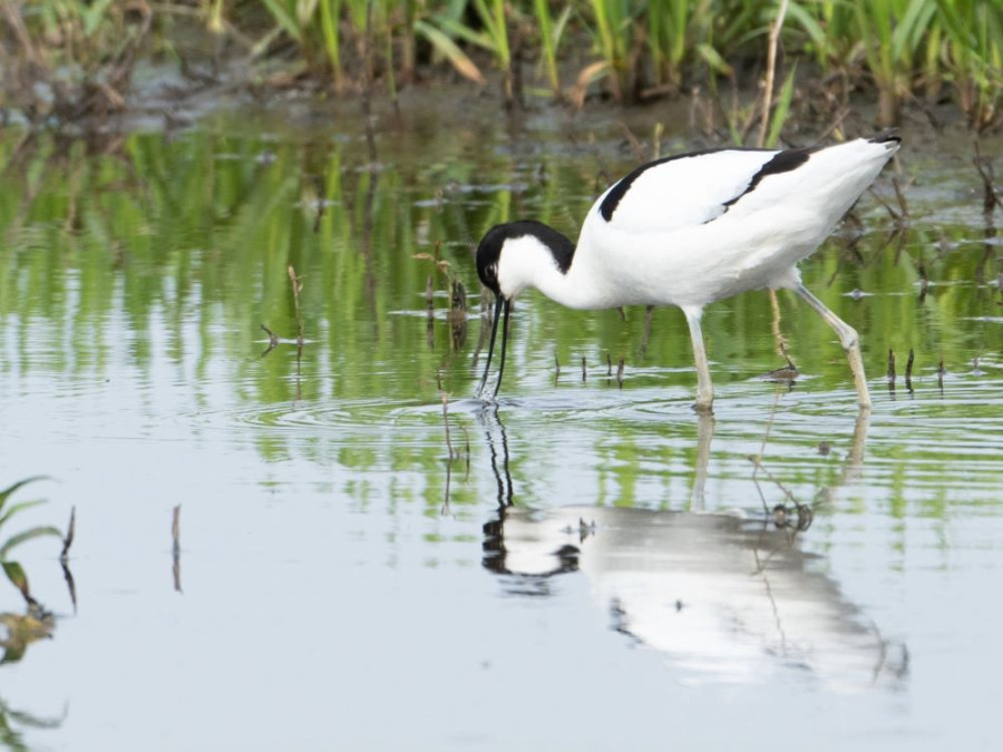 Vogels in Gelderland Vogels in Gelderland