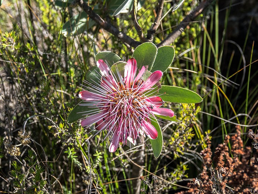 Protea Protea