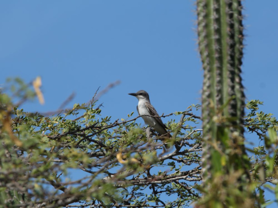 Tropische spotlijster Aruba