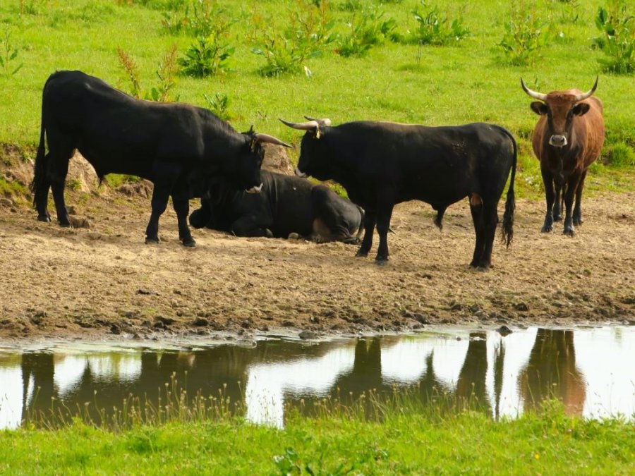 Oerrunderen de Keent Oerrunderen de Keent