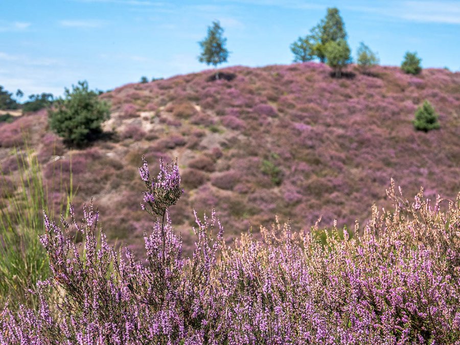 Paarse heide