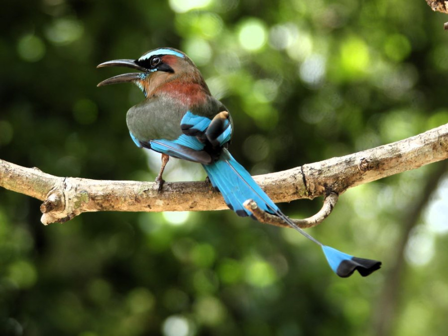 Motmot Mexico