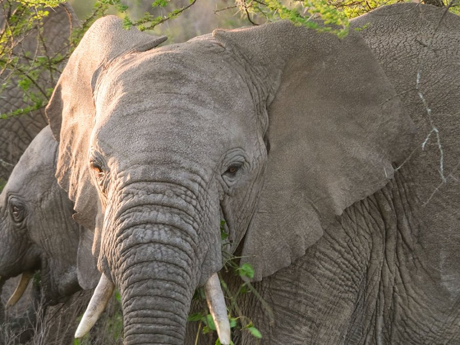 Route Tanzania Nomads