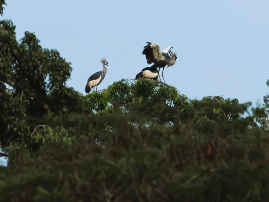 Kraanvogels Umusambi Kraanvogels Umusambi