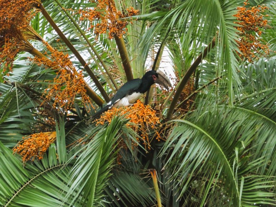 zilverwangneushoornvogel zilverwangneushoornvogel