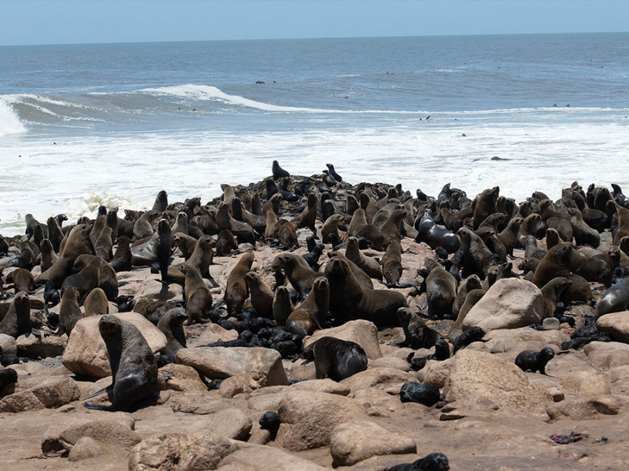 Pelsrobkolonie Skeleton Coast