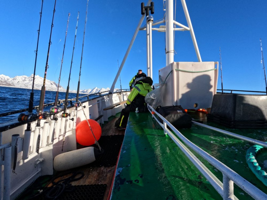 Vissen bij de Lofoten