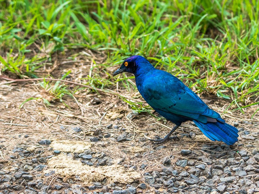 Vogels in Hluhluwe Vogels in Hluhluwe