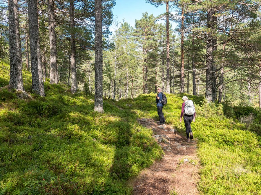 Bos Noorwegen Bos Noorwegen