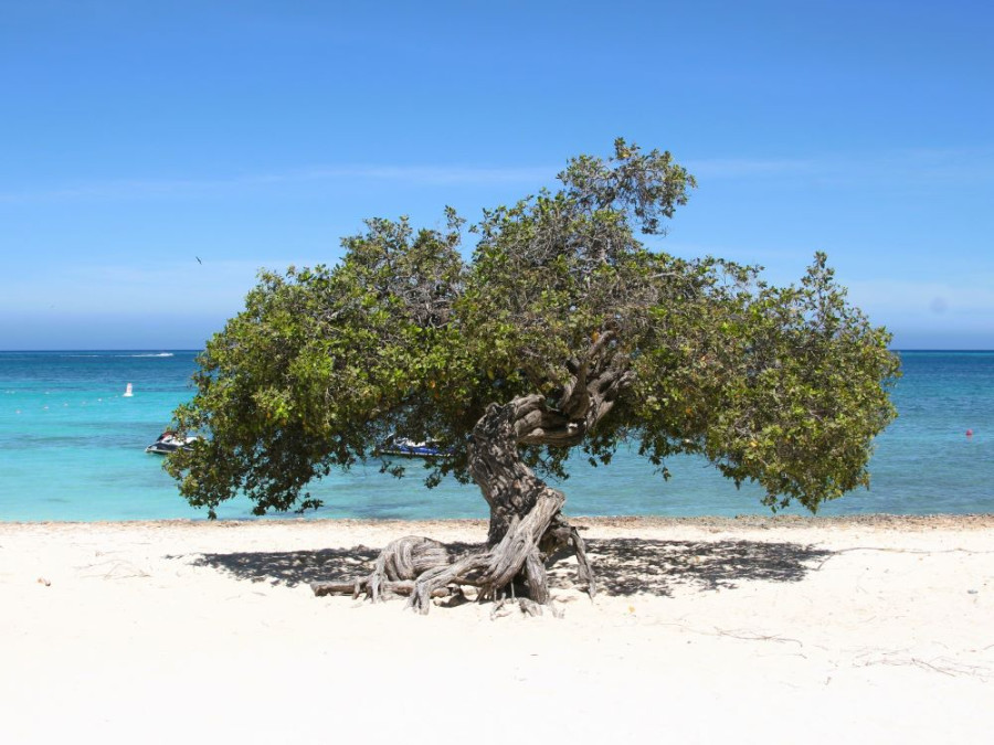 Aruba Eagle Beach