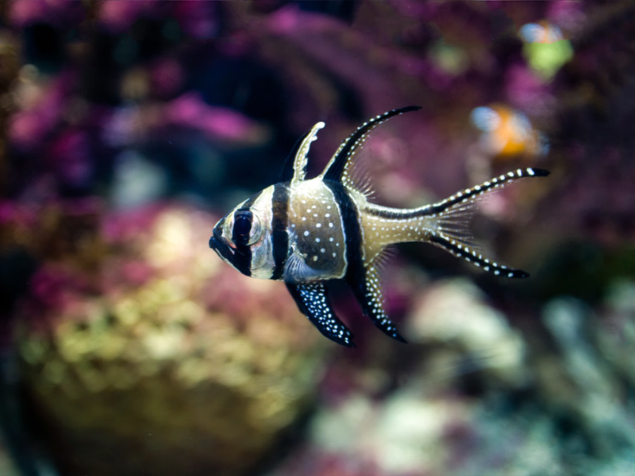 Banggai cardinalfish