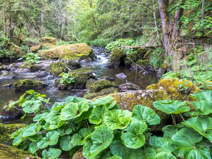 Wutachschlucht Wutachschlucht