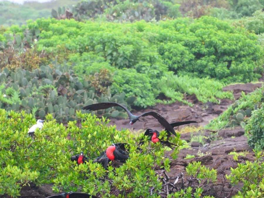 Genovesa birds and landscape