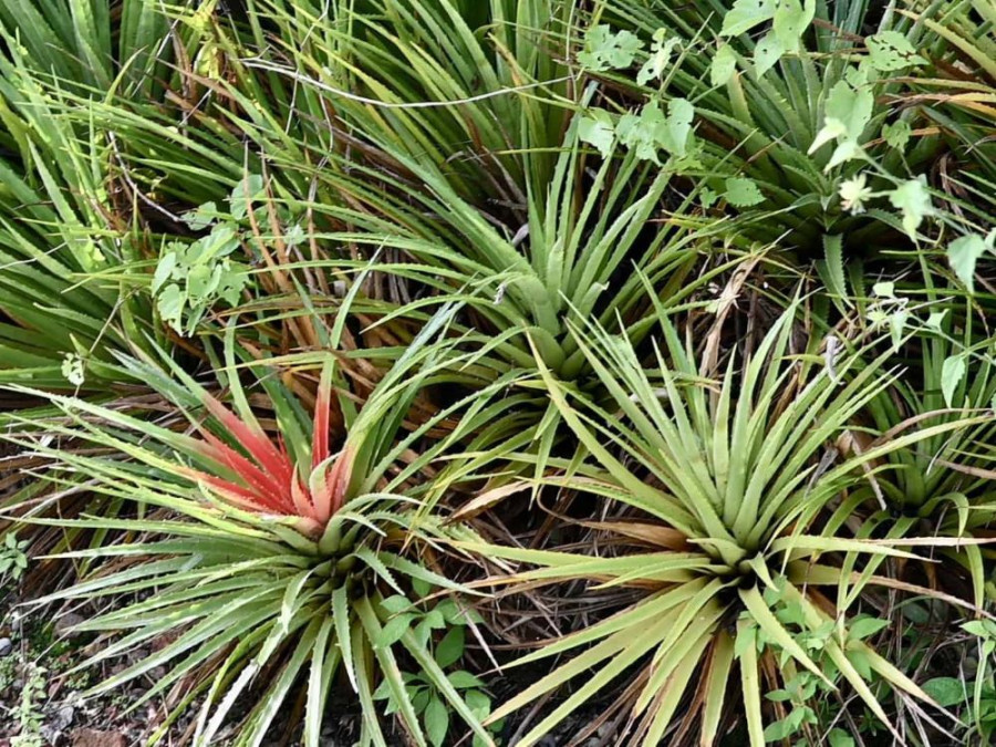 Bromelia Curaçao