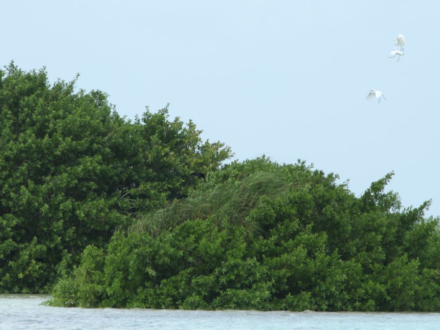 Vogeleiland Bacalar