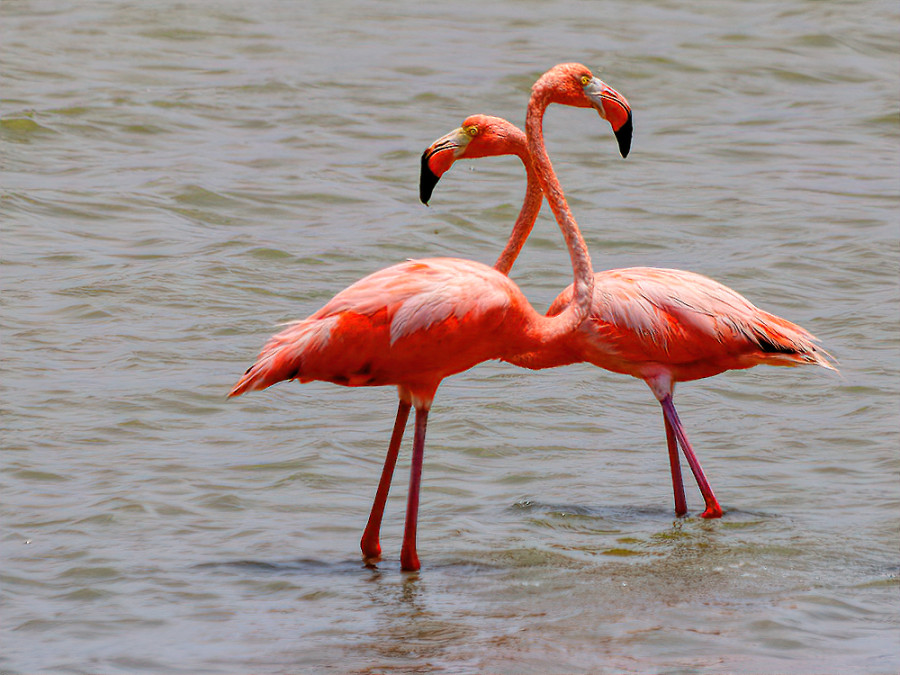 Flamingo's