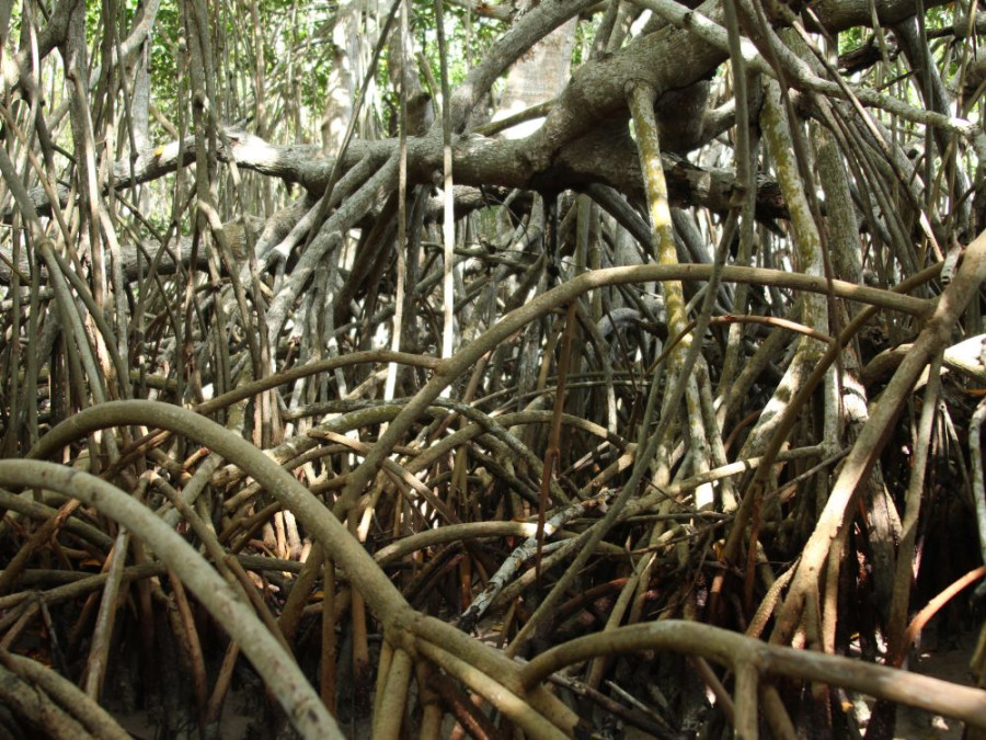 Filipijnen mangroven