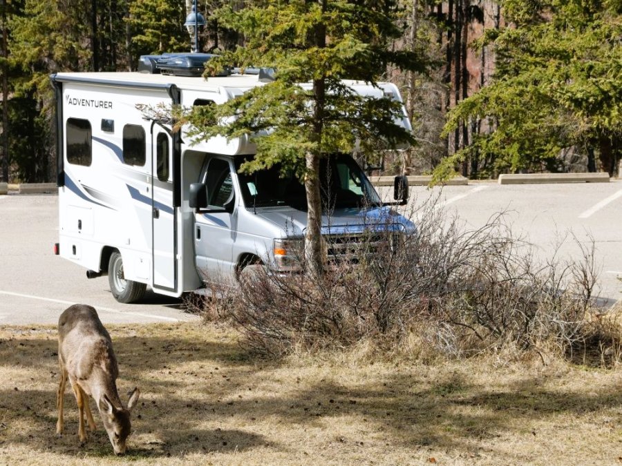 Wapiti op parkeerplaats Wapiti op parkeerplaats