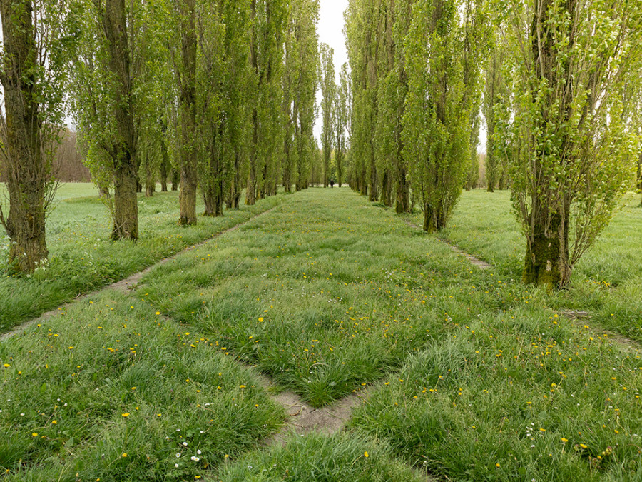 Groene Kathedraal