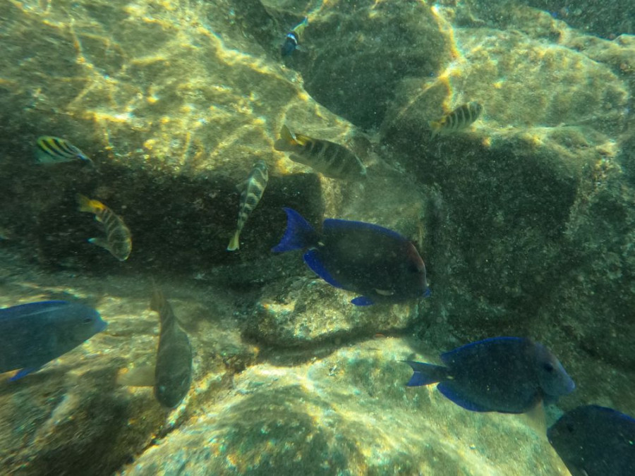 Vissen natuurlijk zwembad Aruba