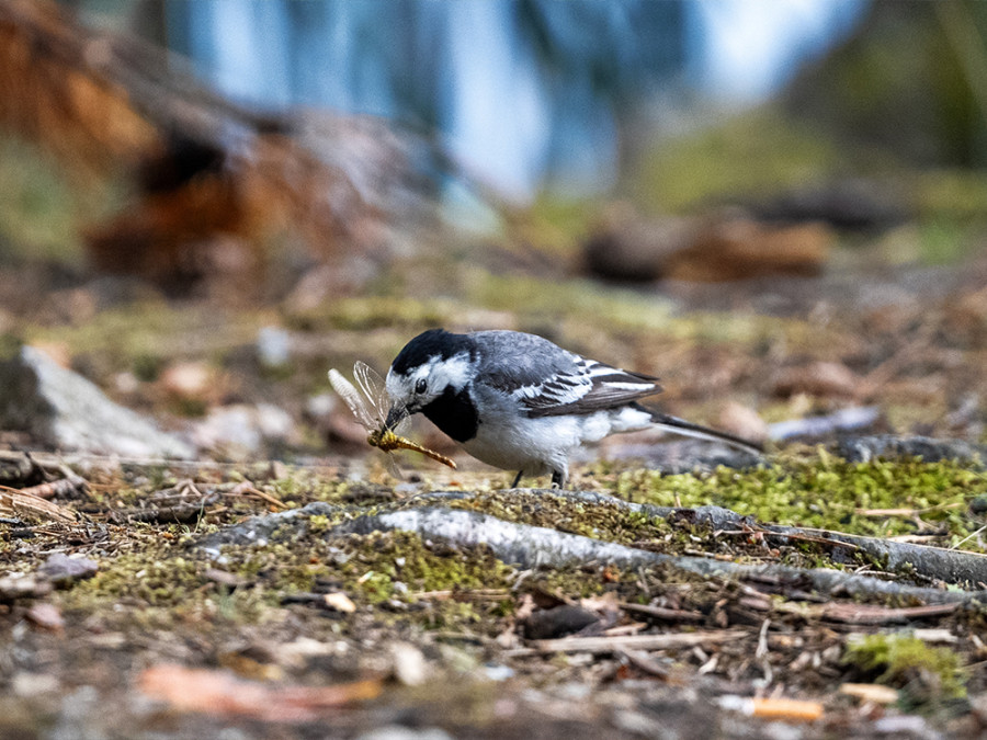 Natuurgebieden Stockholm