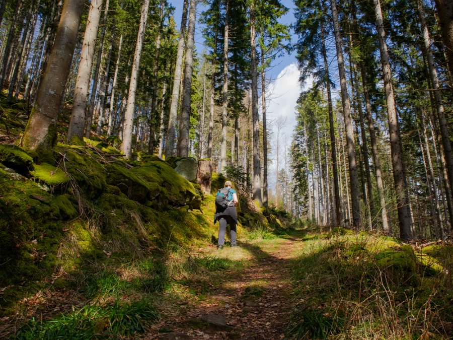 Bossen Zwarte Woud Bossen Zwarte Woud