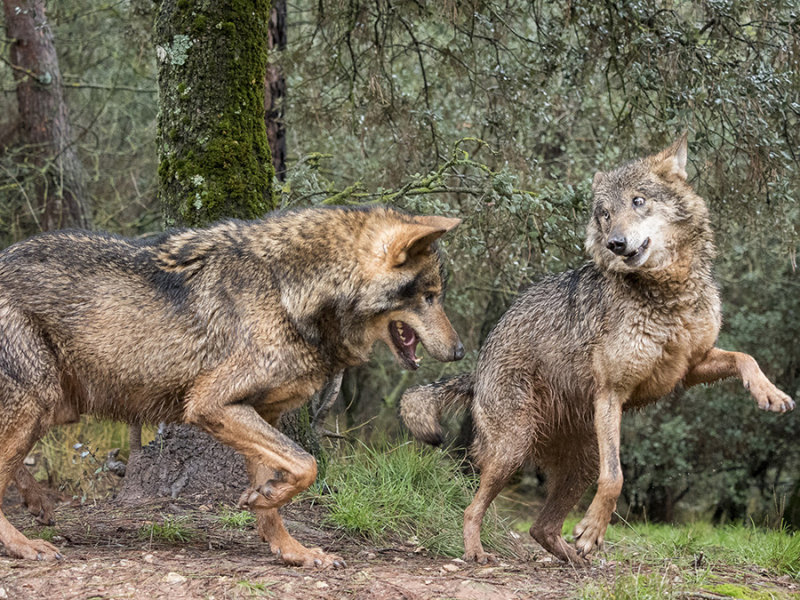 Spelende wolven