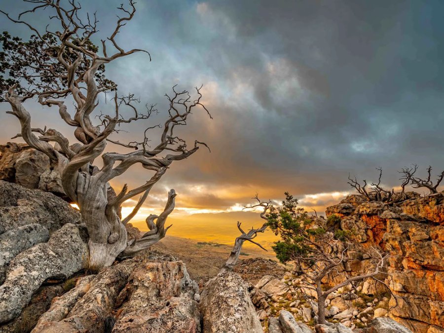 Clanwilliamceder Clanwilliamceder