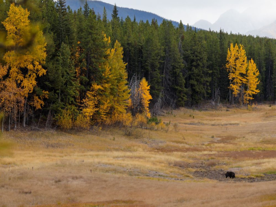 Grizzly Rocky Mountains