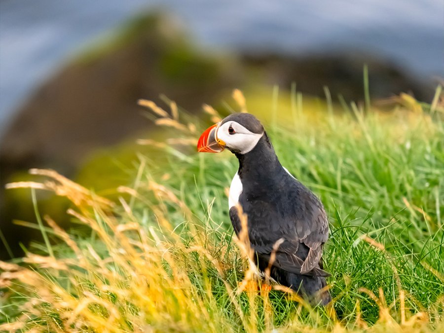 Vogels spotten IJsland Vogels spotten IJsland